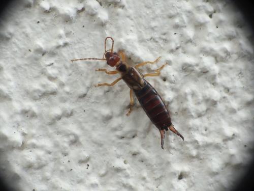 Forficula auricularia